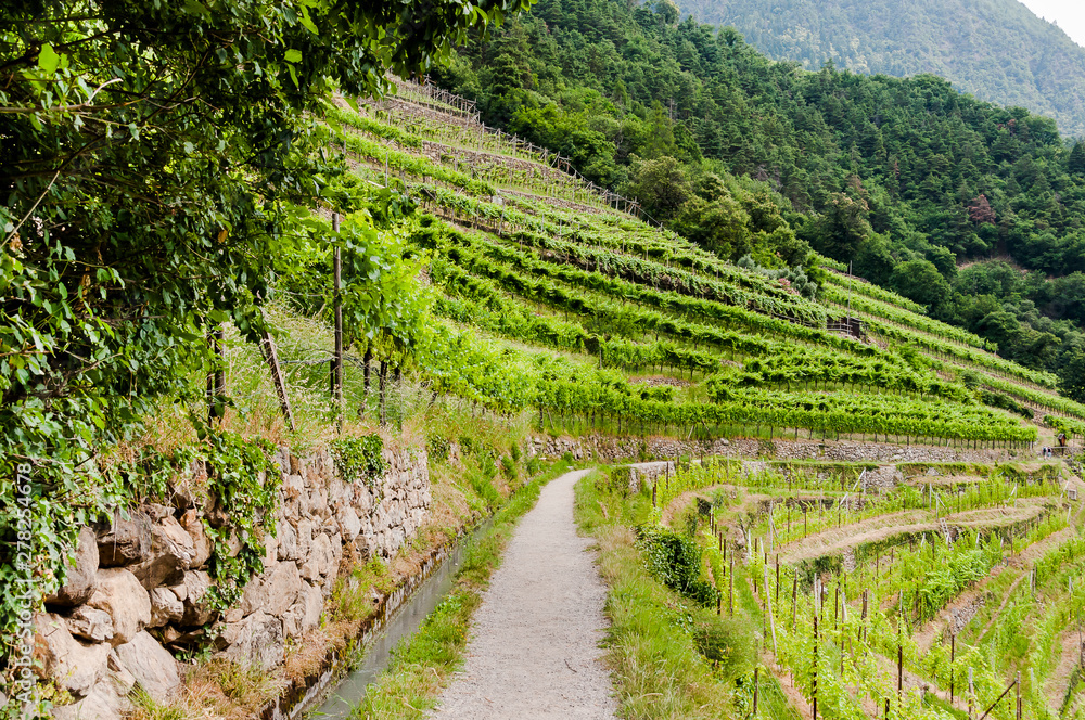 Algund, Waalweg, Weinberg, Weinpergola, Vinschgau, Südtirol, Sommer, Italien Algund, Waalweg, Weinberg, Weinpergola, Vinschgau, Südtirol, Sommer, Italien
