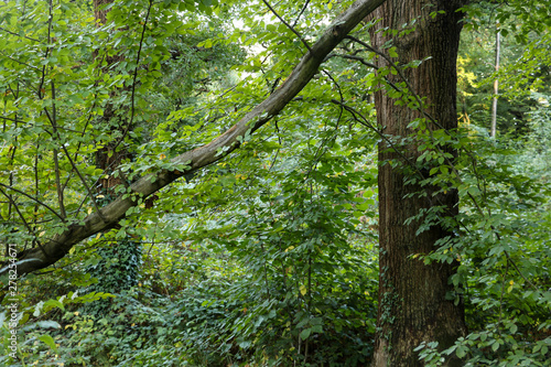 fallen brown tree branch in a natural vibrant green forest setting