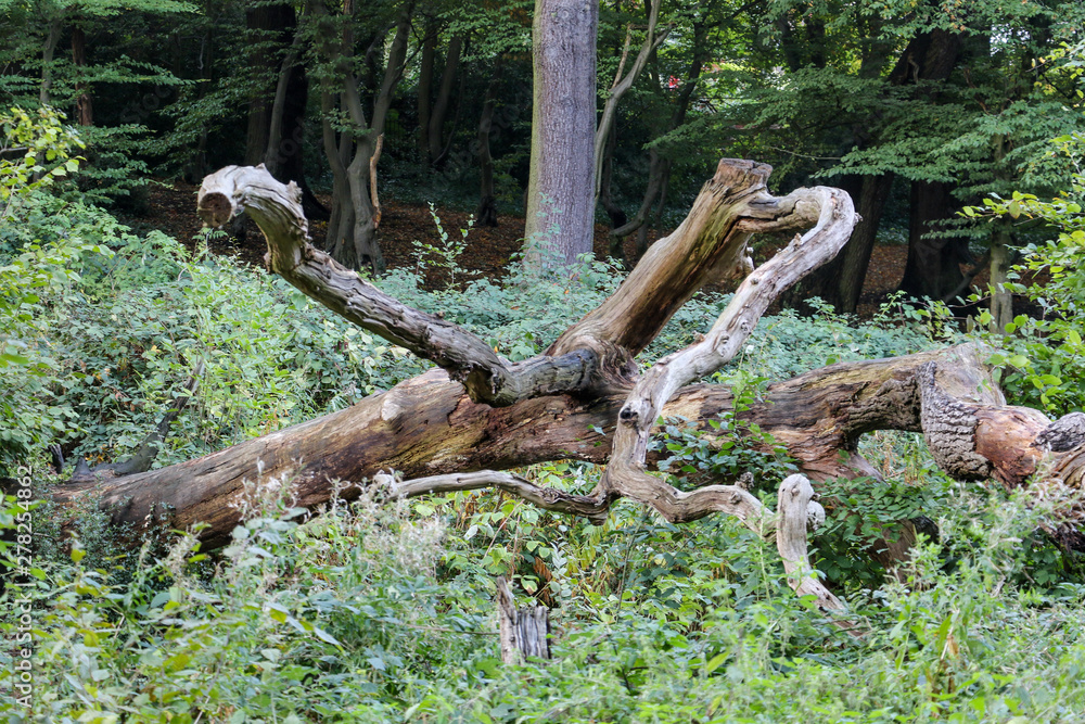 Fallen tree in a natural forest setting
