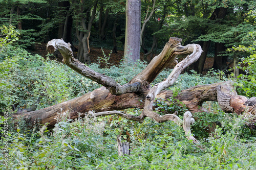Fallen tree in a natural forest setting