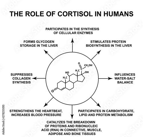 The role of cortisol in humans. The stress hormone cortisol is a chemical molecular formula. Infographics. Vector illustration on isolated background.