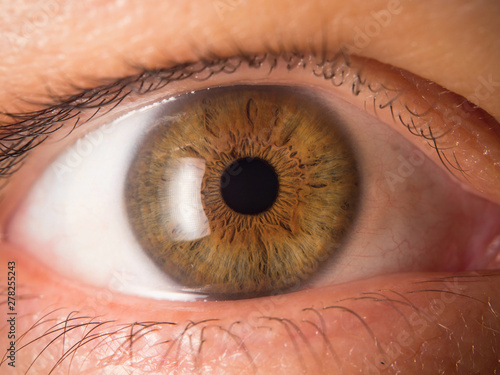 Human eye close up photo
