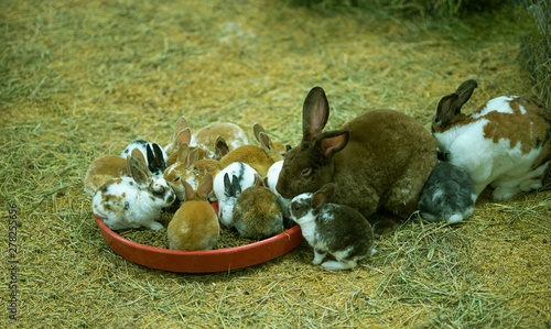 familia conejos