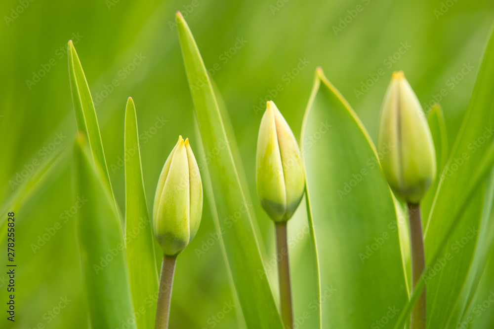 Green young tulips grow in the spring garden Green young tulips grow in the spring garden
