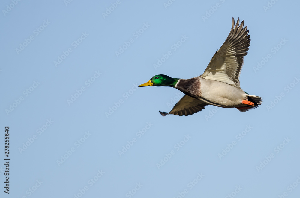 Mallard Duck Flying in a Blue Sky Mallard Duck Flying in a Blue Sky