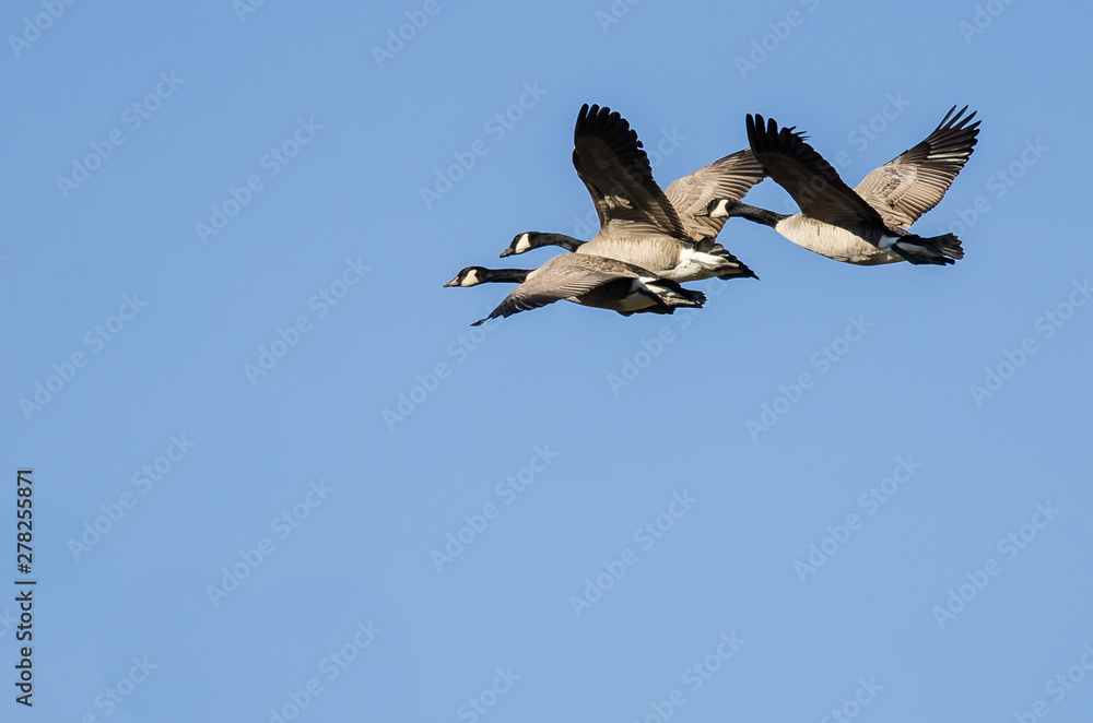 Three Canada Geese Flying in a Blue Sky Three Canada Geese Flying in a Blue Sky
