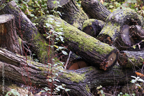 An old moss covered log pile in the woods provides an excelent habitat for woodland insects