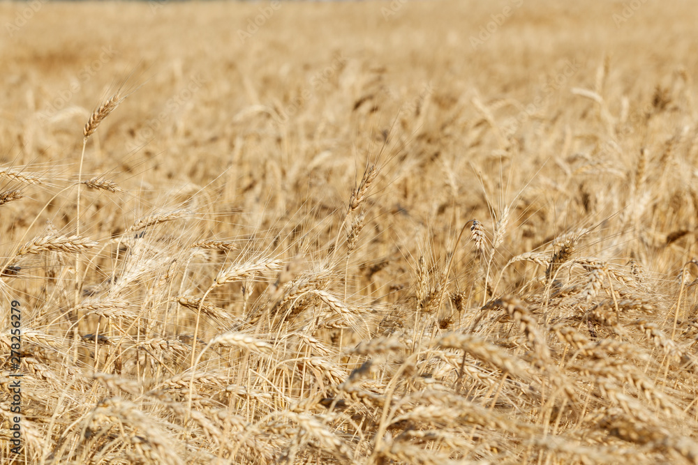 The spica of golden wheat close up. Wheat field. Beautiful nature Sunset Landscape. Rural landscapes under shining sunlight. The spica of golden wheat close up. Wheat field. Beautiful nature Sunset Landscape. Rural landscapes under shining sunlight.