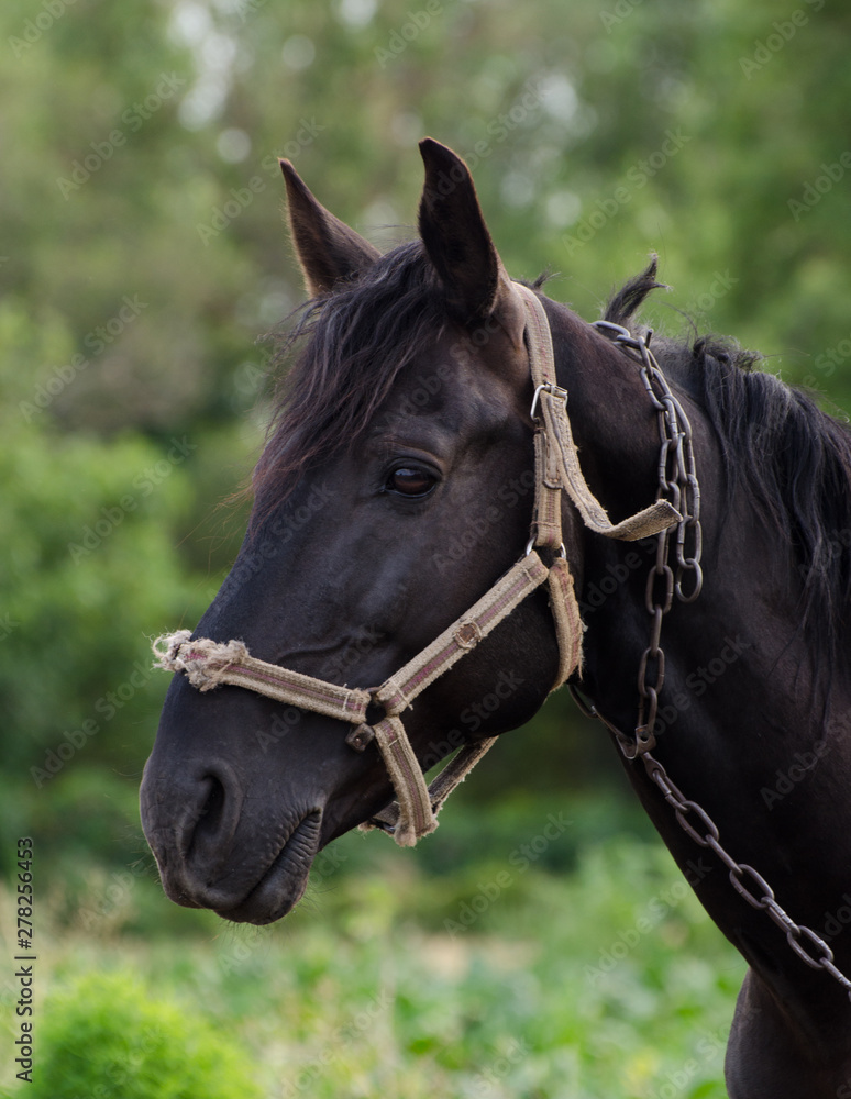 Portrait of a gorgeous black horse against green field. Portrait of a gorgeous black horse against green field.