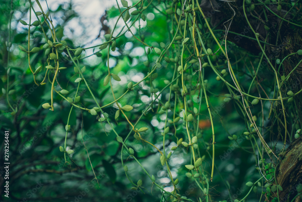 vines in the jungle vines in the jungle
