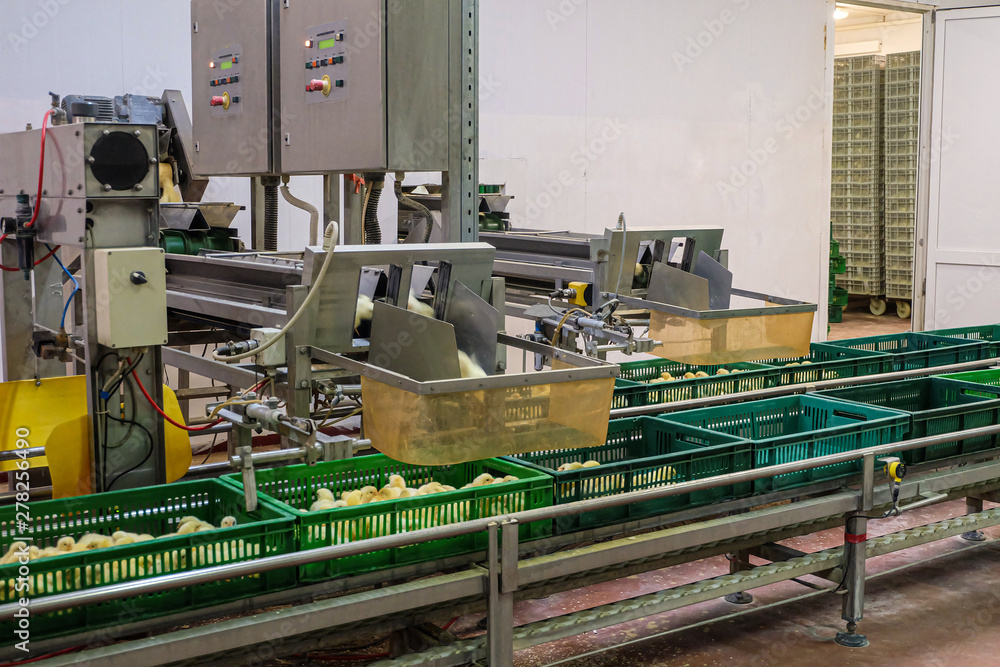 Belt conveyor for counting and sorting chicks. Conveyor line of agro