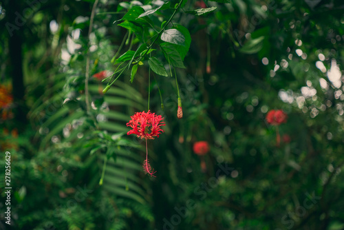 red flower in a tropical garden