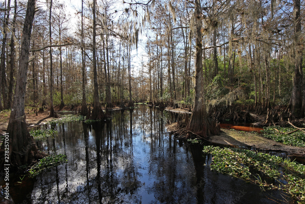 Fisheating Creek, Florida, on a calm and sunny winter afternoon. Fisheating Creek, Florida, on a calm and sunny winter afternoon.