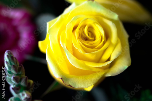 Yellow Rose 