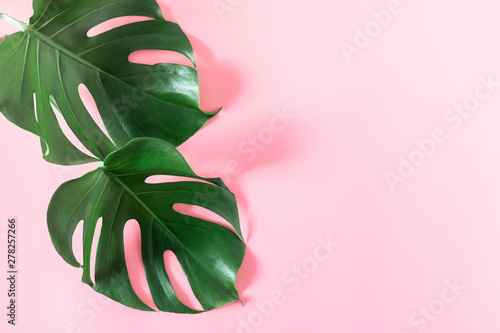 Summer concept. Green leaves monstera on pink background. Flat lay, top view, copy space
