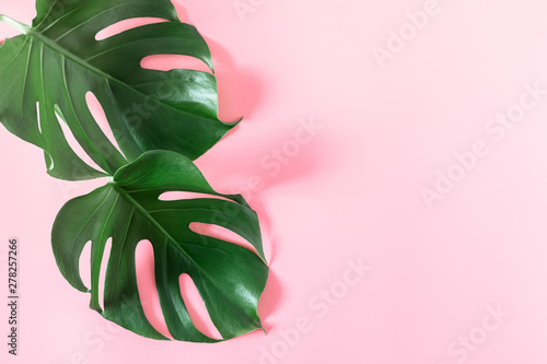 Summer concept. Green leaves monstera on pink background. Flat lay, top view, copy space photo