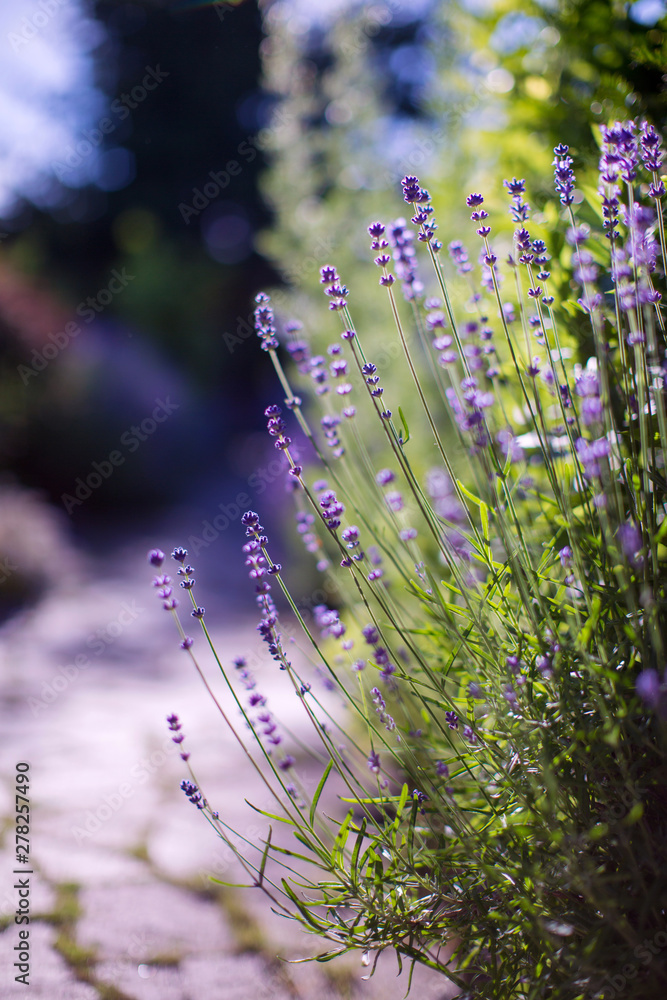 Obraz premium Echter Lavendel