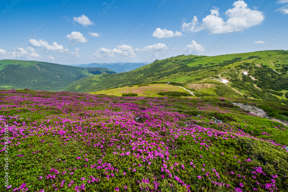 Blossoming slopes (rhododendron flowers ) of Carpathian mountains. Blossoming slopes (rhododendron flowers ) of Carpathian mountains.