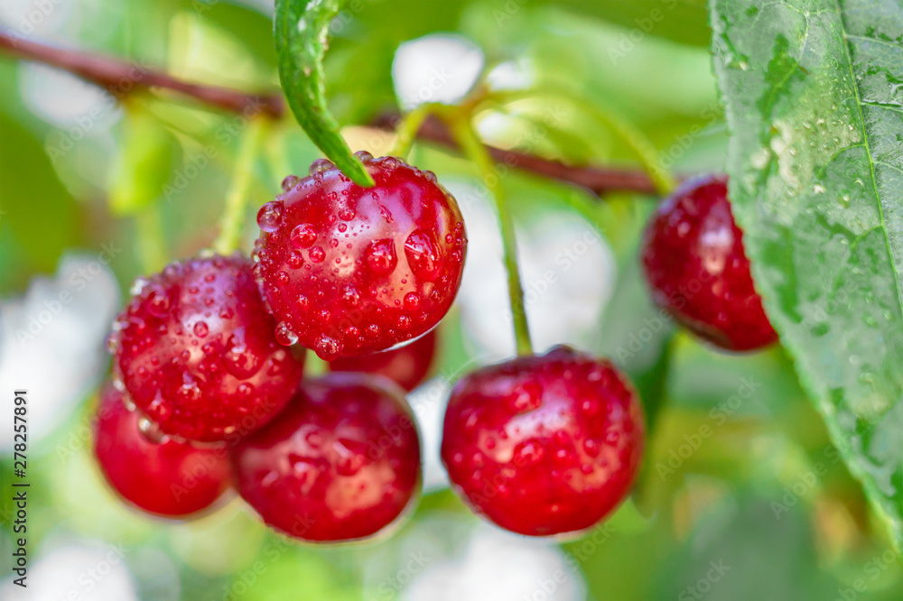 Φωτογραφία Delicious juicy cherries with drops after rain hanging on a branch