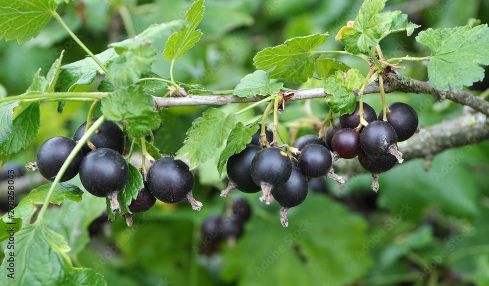 On the branch are ripe berries of Yoshta On the branch are ripe berries of Yoshta