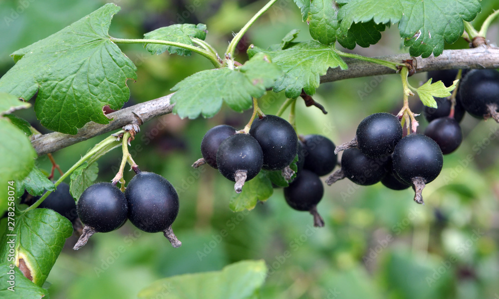 On the branch are ripe berries of Yoshta On the branch are ripe berries of Yoshta