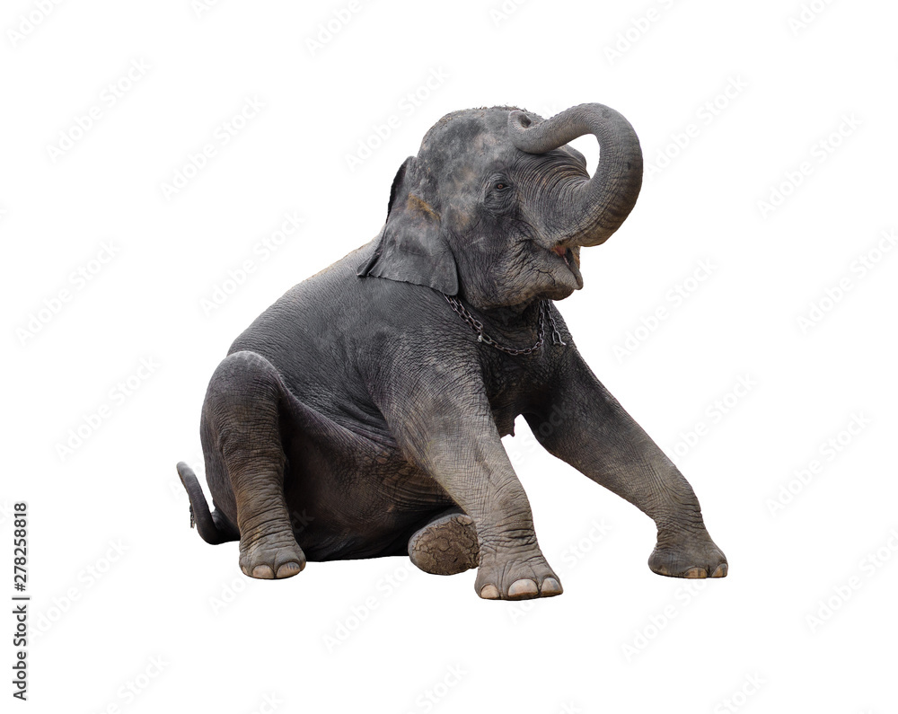 Asian elephant isolated on white background. Asian elephant isolated on white background.