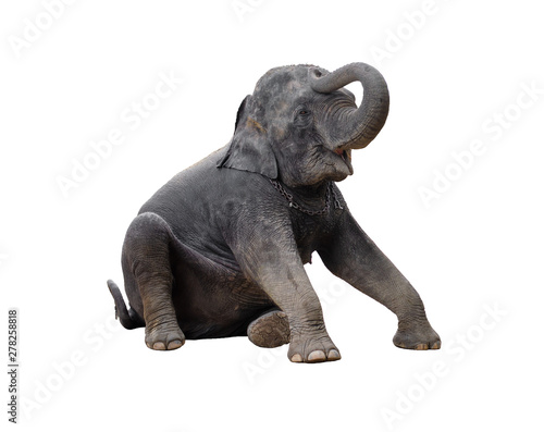 Asian elephant isolated on white background.