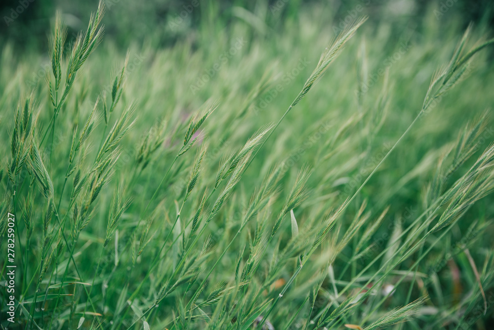 Green fresh grass on summer meadow. long ears sway in the wind Green fresh grass on summer meadow. long ears sway in the wind