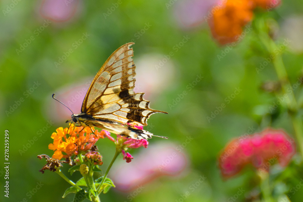Beautiful summer butterfly on the flower