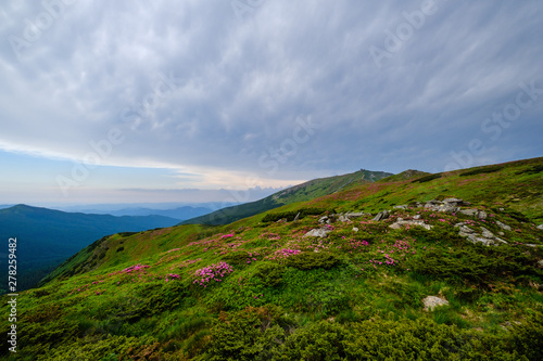 Pink rose rhododendron flowers on summer mountain slope