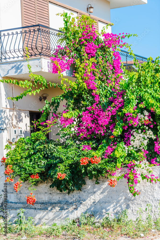 Fototapeta premium mediterranean flowers