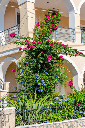 Fototapeta Naklejka Na Ścianę i Meble -  Mediterranean flowers