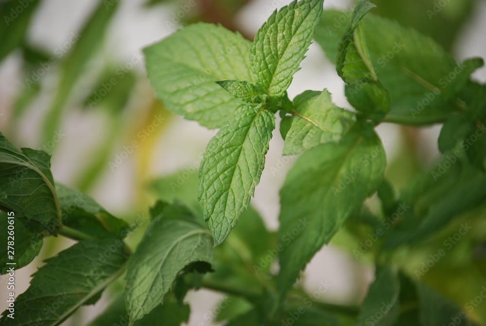 Spearmint Leave Plant, Close Up Spearmint Leave Plant, Close Up