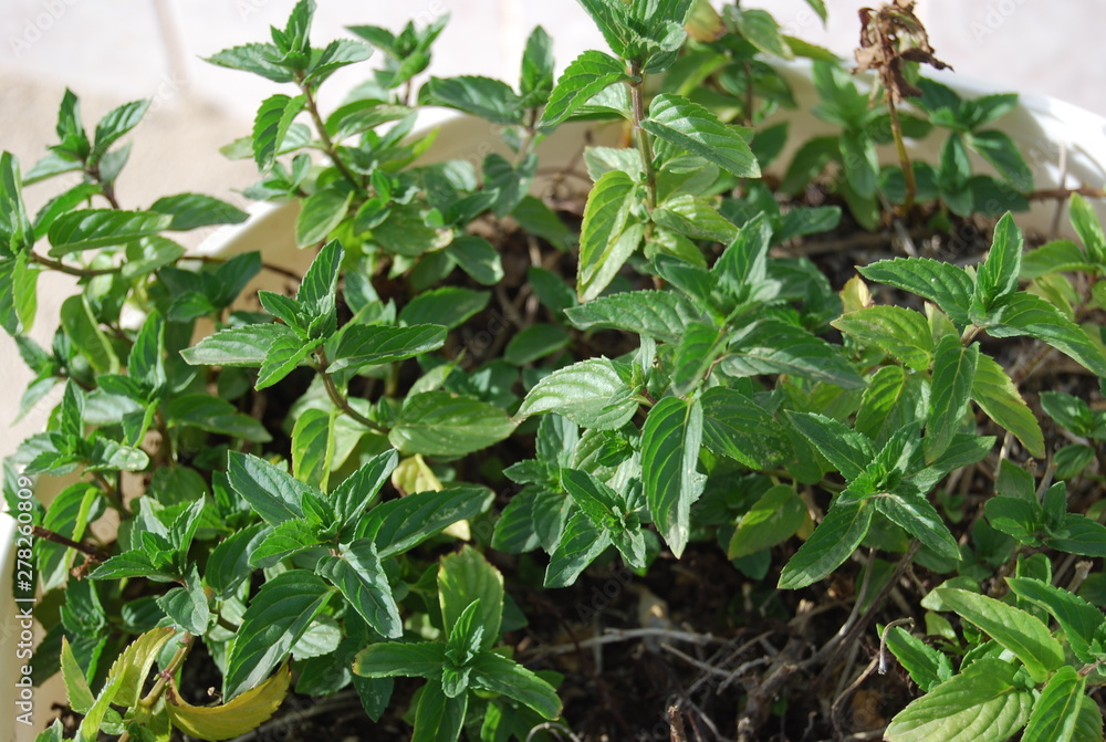 Peppermint Leaves in White Pot Peppermint Leaves in White Pot
