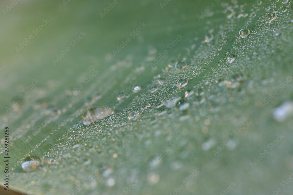 Water drops on a green leaf in a garden Water drops on a green leaf in a garden