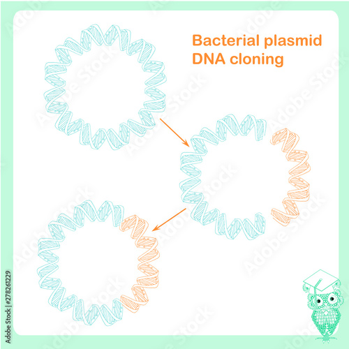  Bacterial plasmid DNA cloning scheme design element stock vector illustration for web, for print, for education