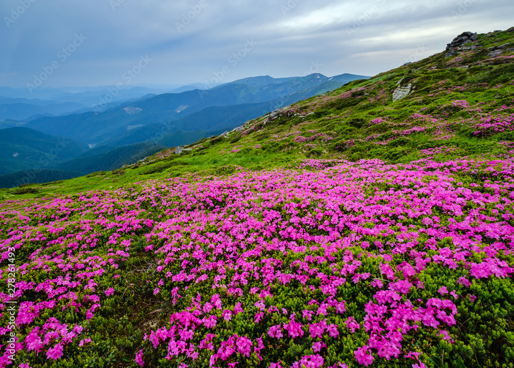 Pink rose rhododendron flowers on summer mountain slope Pink rose rhododendron flowers on summer mountain slope