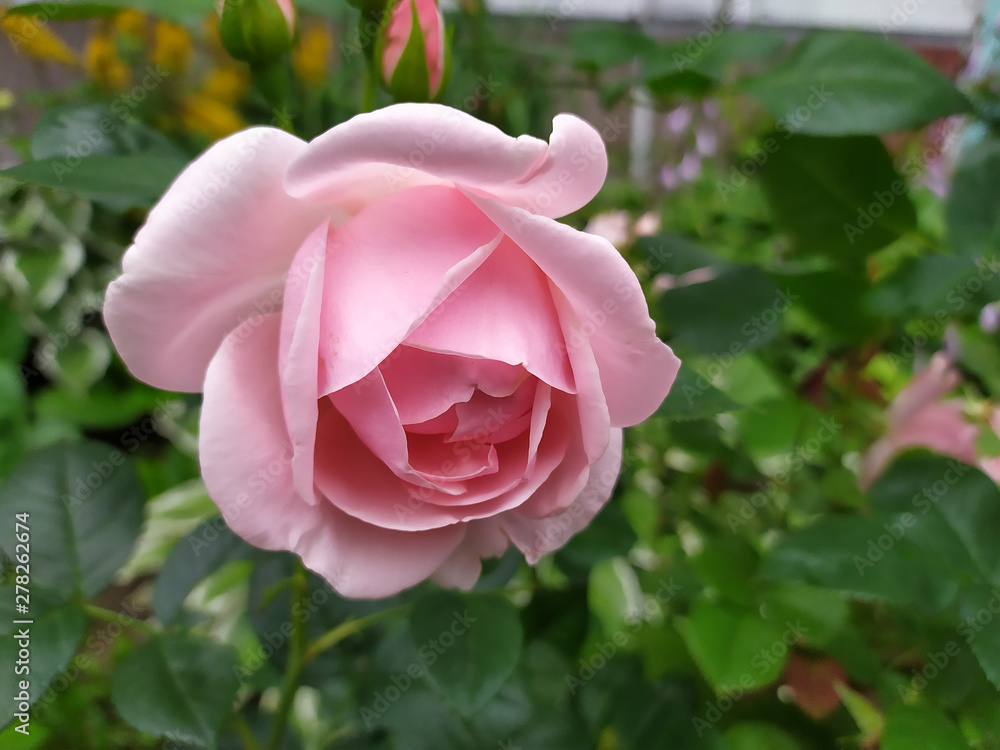 pink rose blooms against the background of green plants in summer