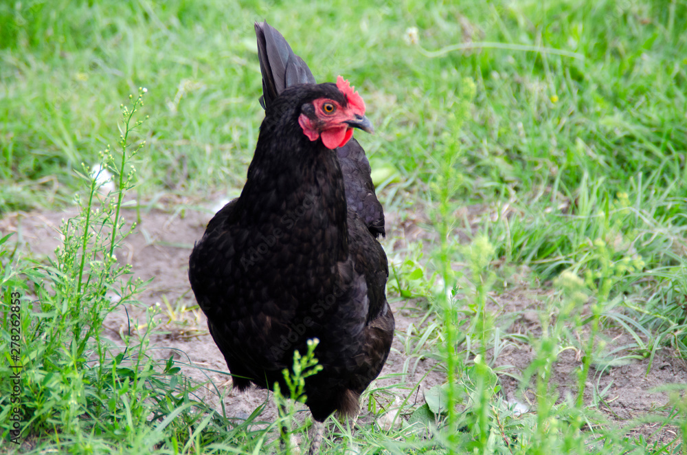 Black chicken walking on the grass in the wild. Bird close up.