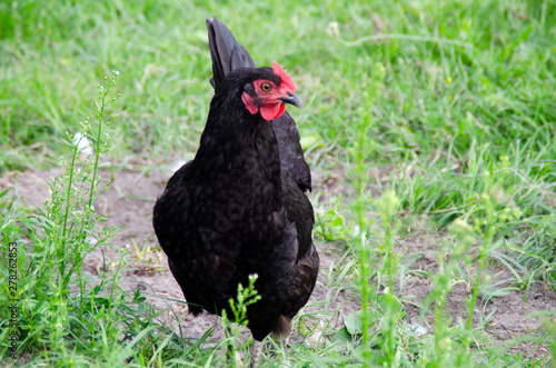 Black chicken walking on the grass in the wild. Bird close up.