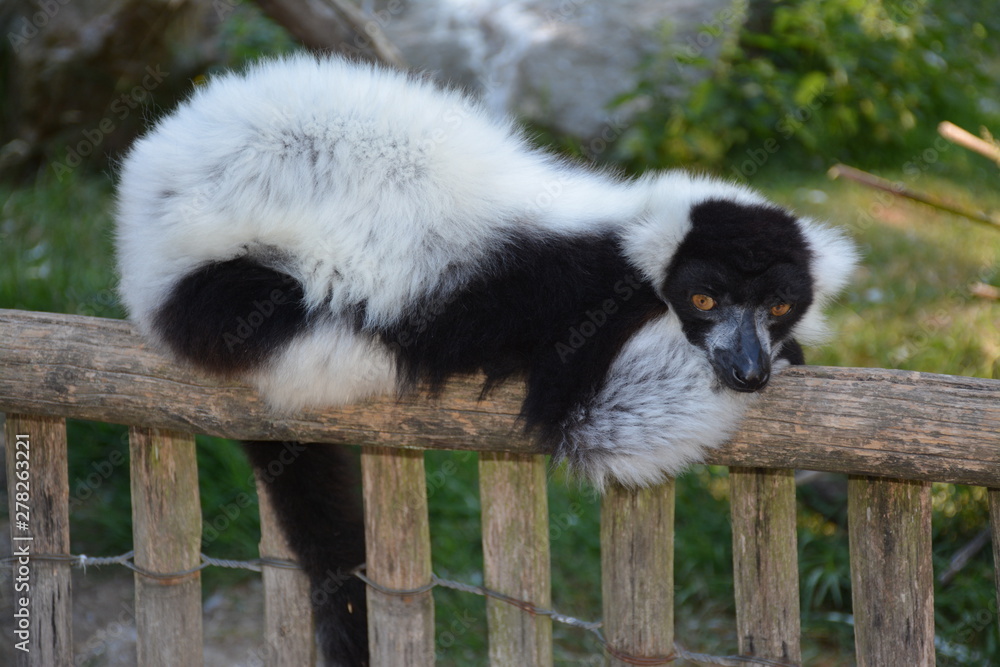 Obraz premium Maki vari noir et blanc