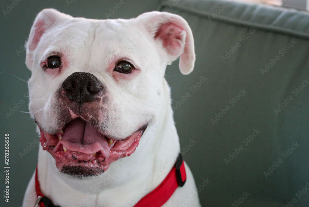 Happy White Boxer Dog Smiling with a Red Collar 