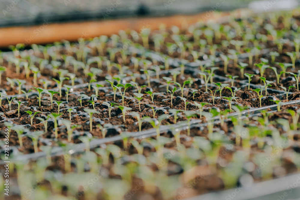 Fototapeta premium Close up of Flower and Vegetable Seedings in Greenhouse