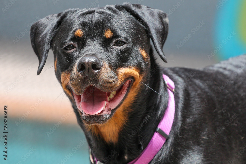 rottweiler / portrait of a dog 