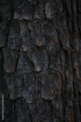 Fototapeta Naklejka Na Ścianę i Meble -  Tree Bark 2