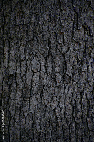 Tree Bark 1
