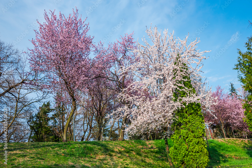 landscape in Timisoara at the springtime