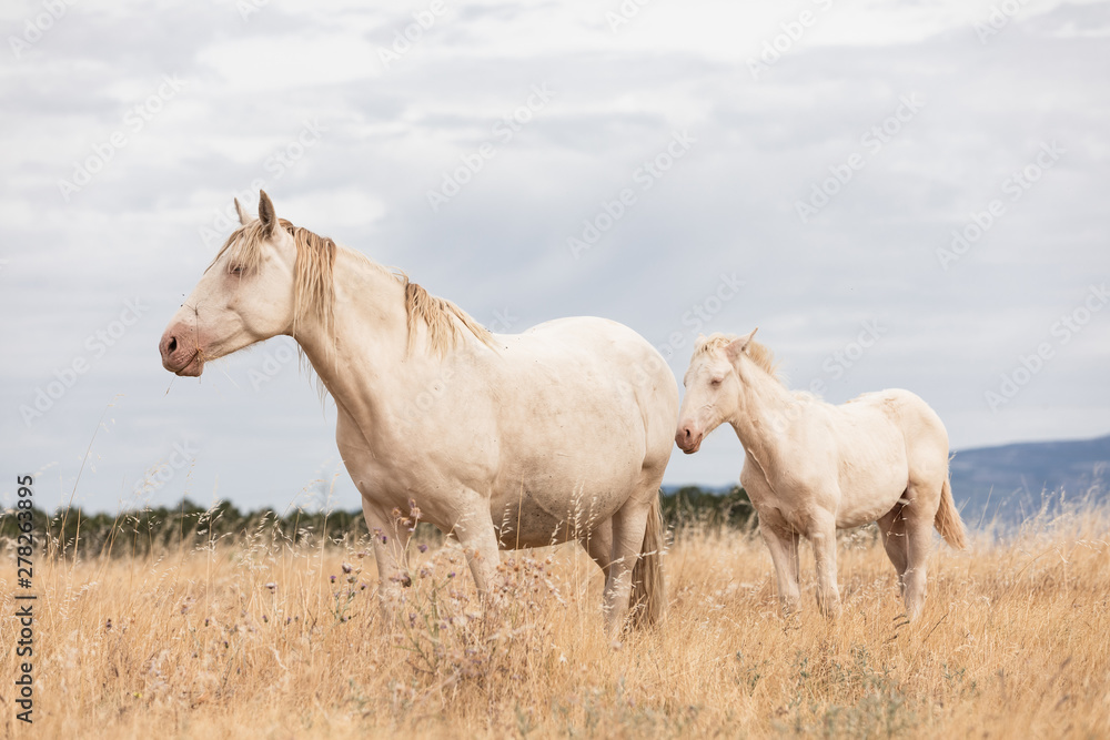 family of white horses eating in the grass in the middle of nature family of white horses eating in the grass in the middle of nature
