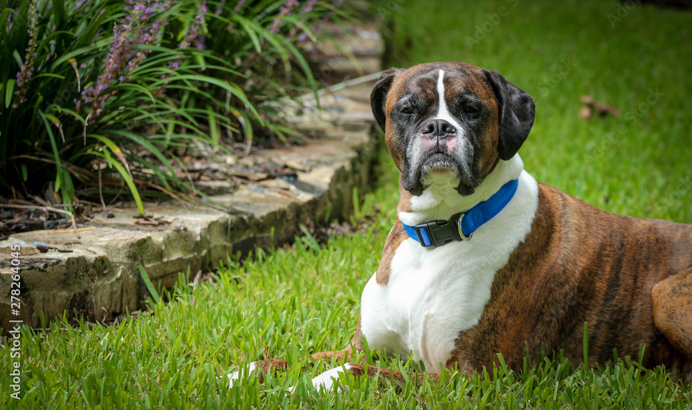 Boxer dog collar cheap