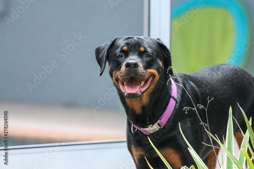 Smiling Happy Portrait of a Dog   Rottweiler in a purple collar